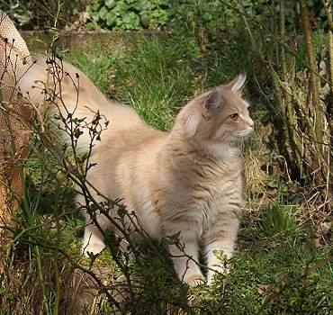 Sibirische Katzen Floris von der Gronau